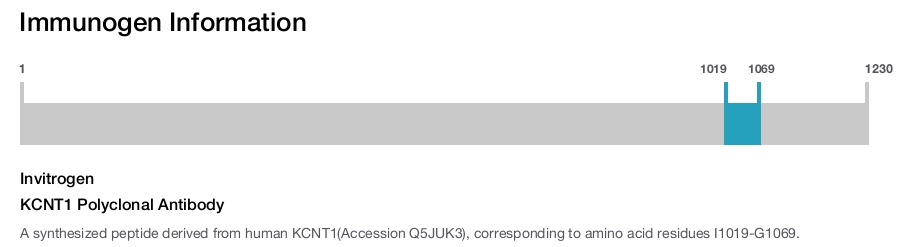 KCNT1 Polyclonal Antibody