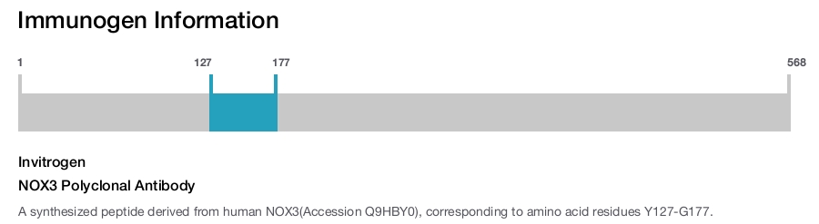NOX3 Polyclonal Antibody