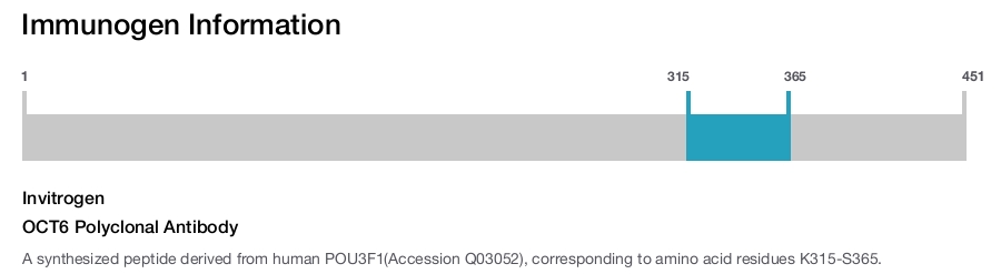 OCT6 Polyclonal Antibody