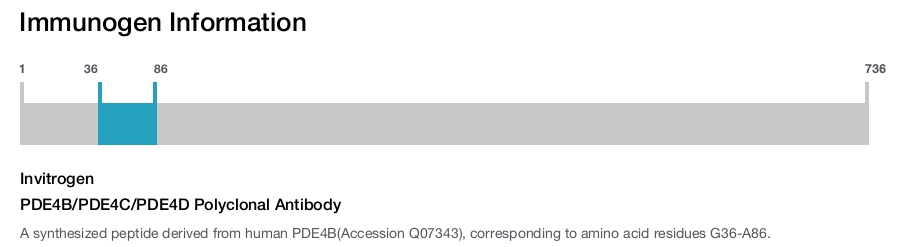 PDE4B/PDE4C/PDE4D Polyclonal Antibody