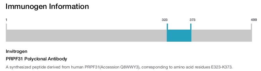 PRPF31 Polyclonal Antibody