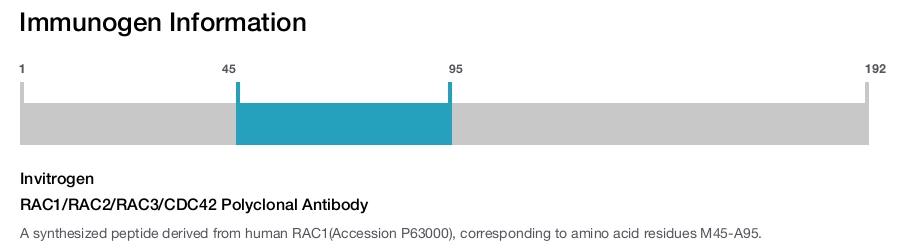 RAC1/RAC2/RAC3/CDC42 Polyclonal Antibody