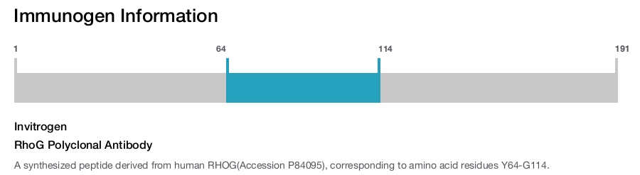 RhoG Polyclonal Antibody
