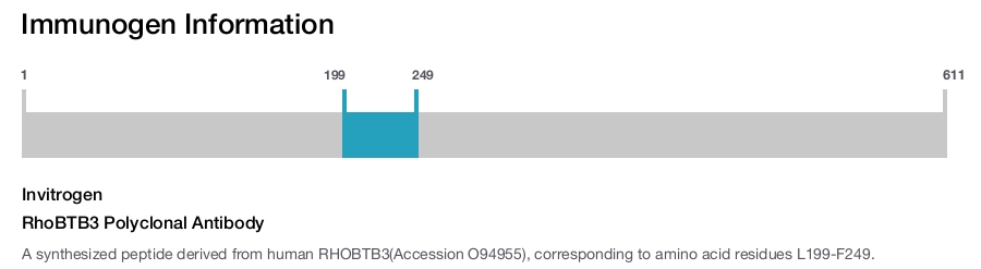 RhoBTB3 Polyclonal Antibody