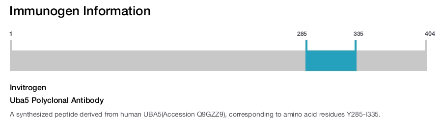 Uba5 Polyclonal Antibody