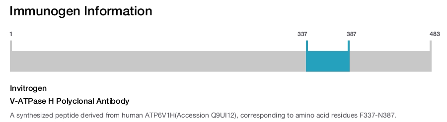 V-ATPase H Polyclonal Antibody