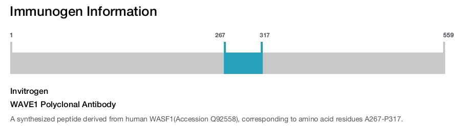 WAVE1 Polyclonal Antibody