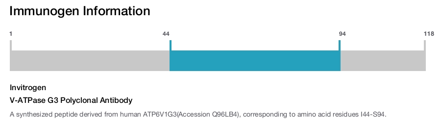 V-ATPase G3 Polyclonal Antibody