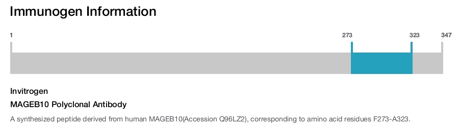 MAGEB10 Polyclonal Antibody