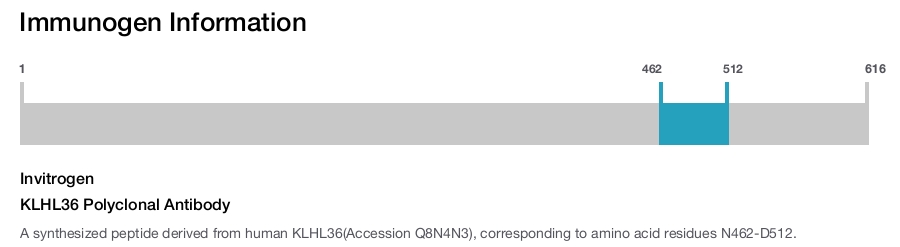 KLHL36 Polyclonal Antibody
