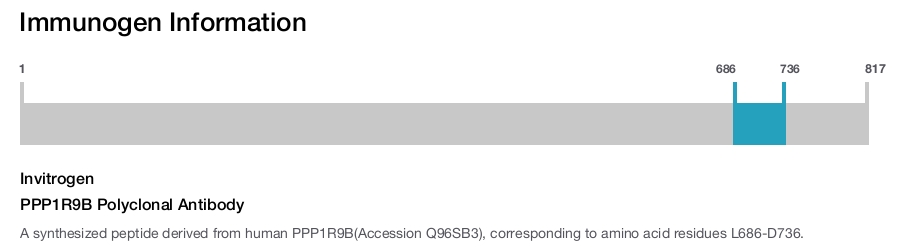 PPP1R9B Polyclonal Antibody