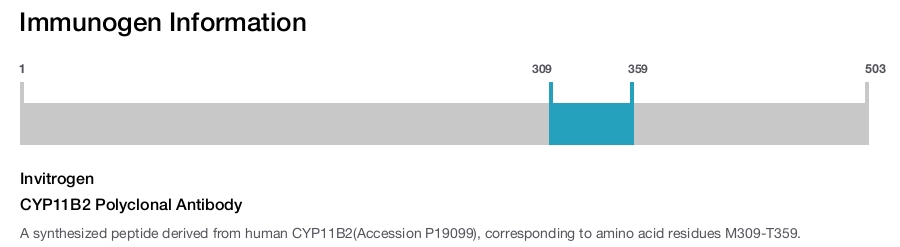CYP11B2 Polyclonal Antibody