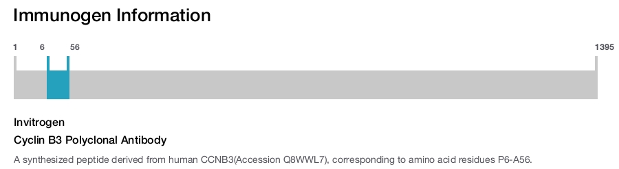 Cyclin B3 Polyclonal Antibody