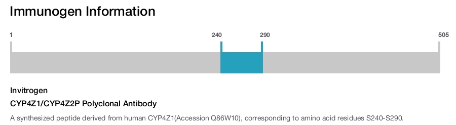 CYP4Z1/CYP4Z2P Polyclonal Antibody