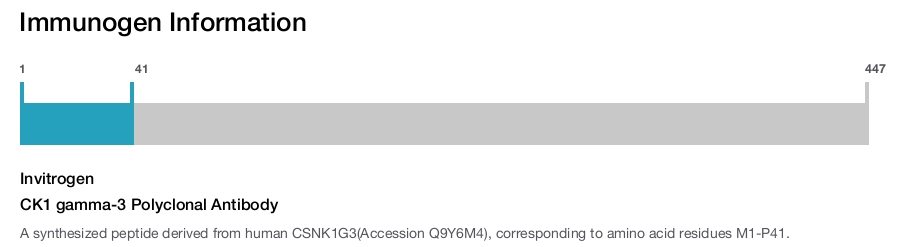 CK1 gamma-3 Polyclonal Antibody