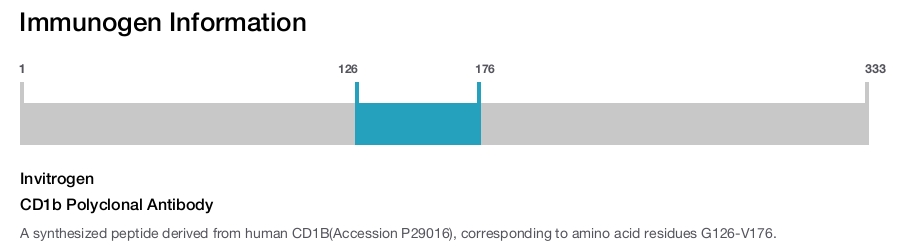 CD1b Polyclonal Antibody