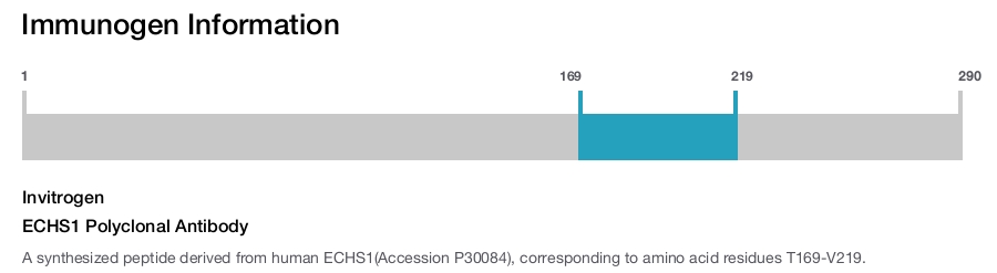 ECHS1 Polyclonal Antibody