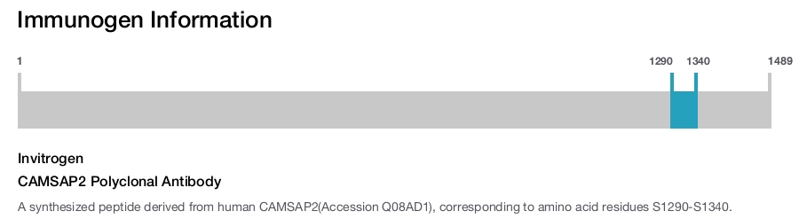 CAMSAP2 Polyclonal Antibody