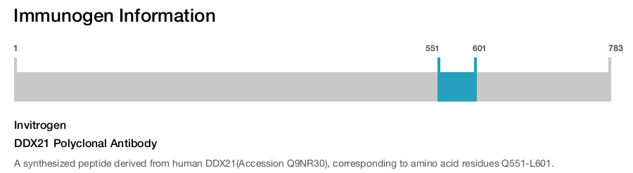 DDX21 Polyclonal Antibody
