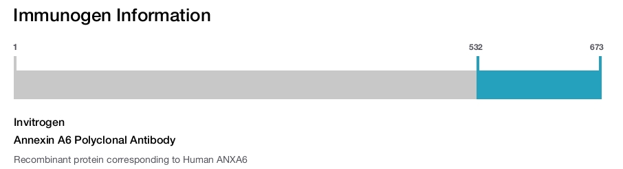 Annexin A6 Polyclonal Antibody