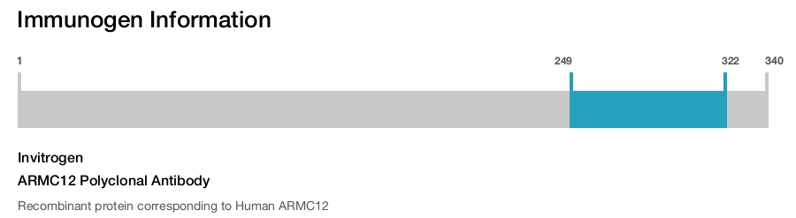 ARMC12 Polyclonal Antibody