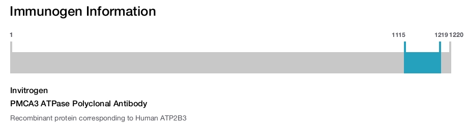 PMCA3 ATPase Polyclonal Antibody