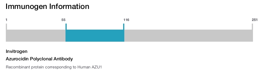 Azurocidin Polyclonal Antibody