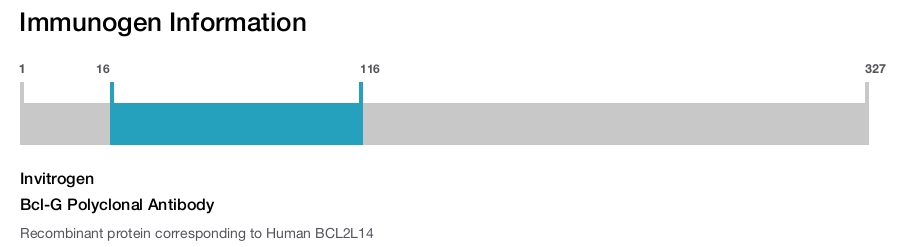 Bcl-G Polyclonal Antibody