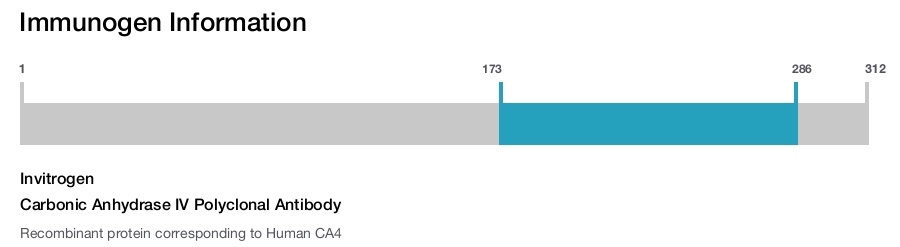 Carbonic Anhydrase IV Polyclonal Antibody