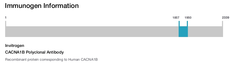 CACNA1B Polyclonal Antibody