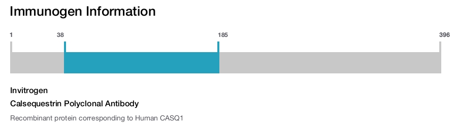 Calsequestrin Polyclonal Antibody