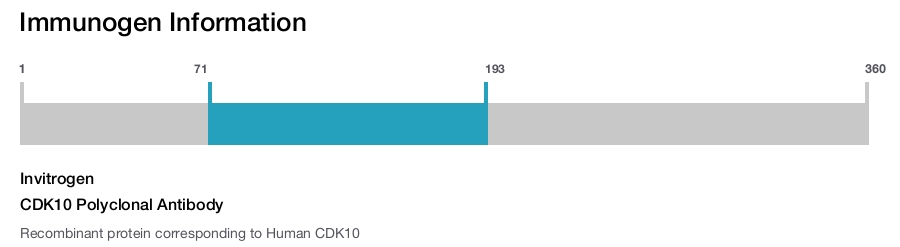 CDK10 Polyclonal Antibody