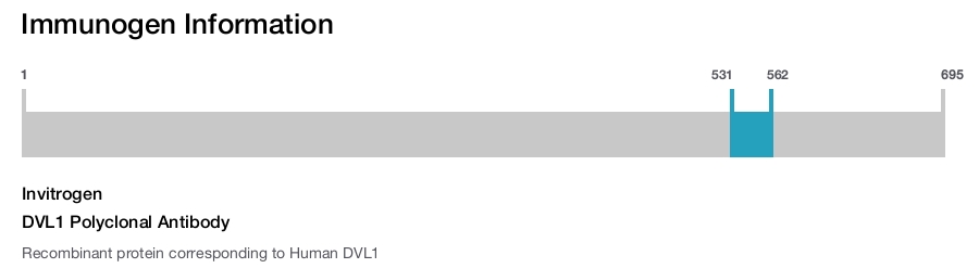 DVL1 Polyclonal Antibody
