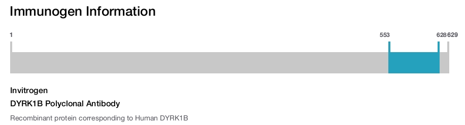 DYRK1B Polyclonal Antibody