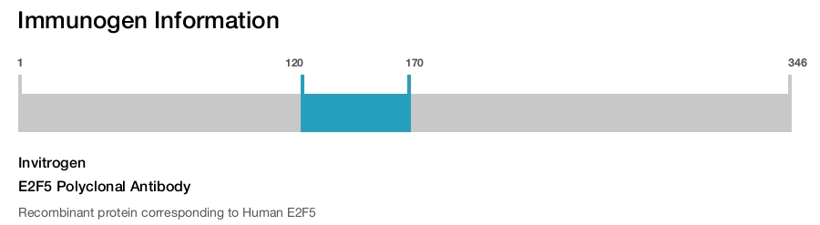 E2F5 Polyclonal Antibody