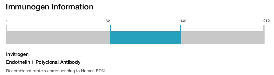 Endothelin 1 Polyclonal Antibody