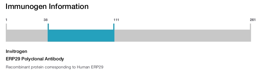 ERP29 Polyclonal Antibody