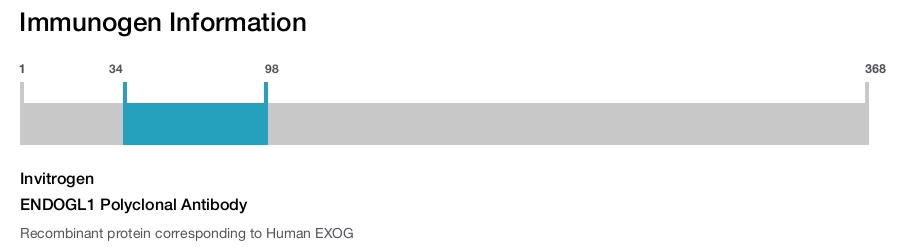 ENDOGL1 Polyclonal Antibody