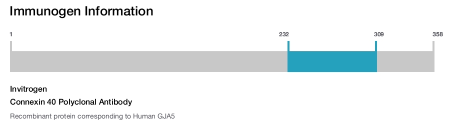 Connexin 40 Polyclonal Antibody