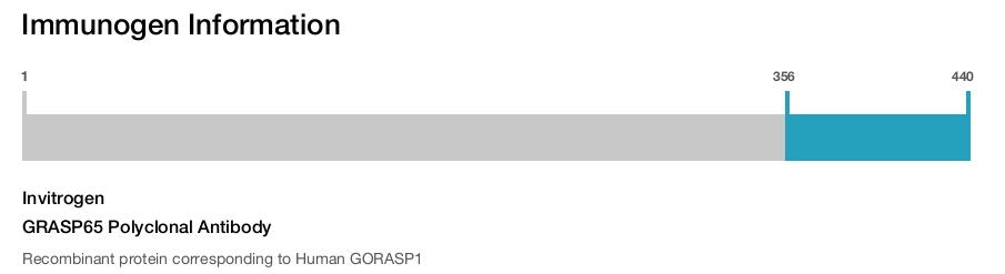 GRASP65 Polyclonal Antibody