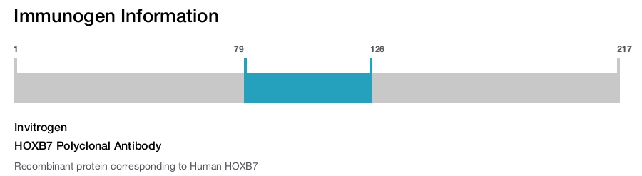 HOXB7 Polyclonal Antibody