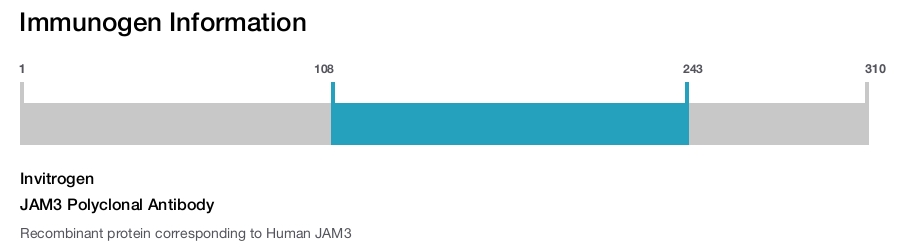 JAM3 Polyclonal Antibody