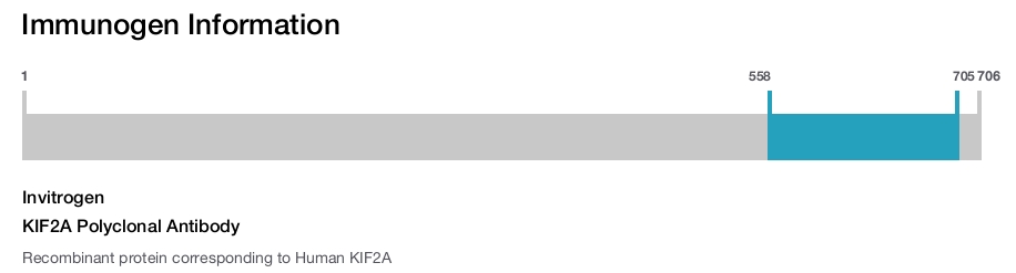 KIF2A Polyclonal Antibody
