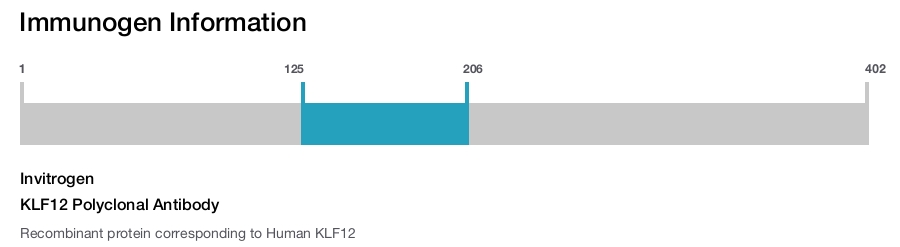KLF12 Polyclonal Antibody