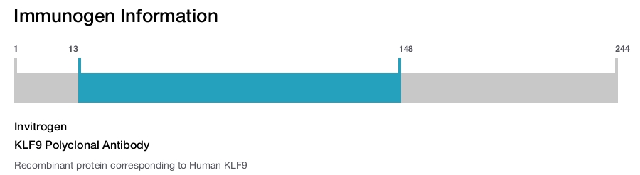 KLF9 Polyclonal Antibody
