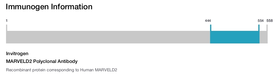 MARVELD2 Polyclonal Antibody