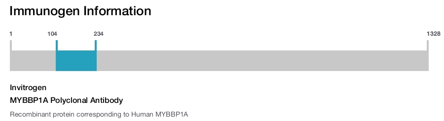 MYBBP1A Polyclonal Antibody