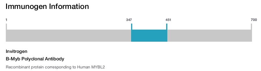 B-Myb Polyclonal Antibody