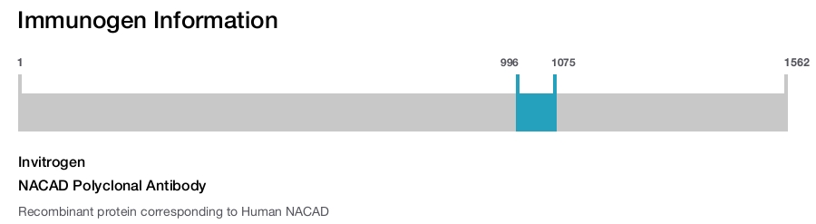 NACAD Polyclonal Antibody