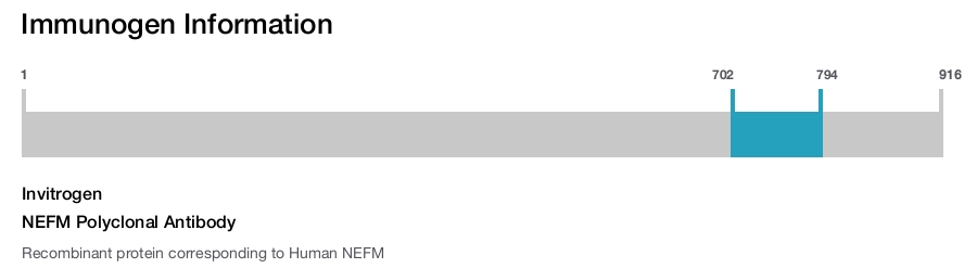 NEFM Polyclonal Antibody